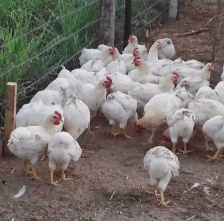 Amiron Farm Image 10