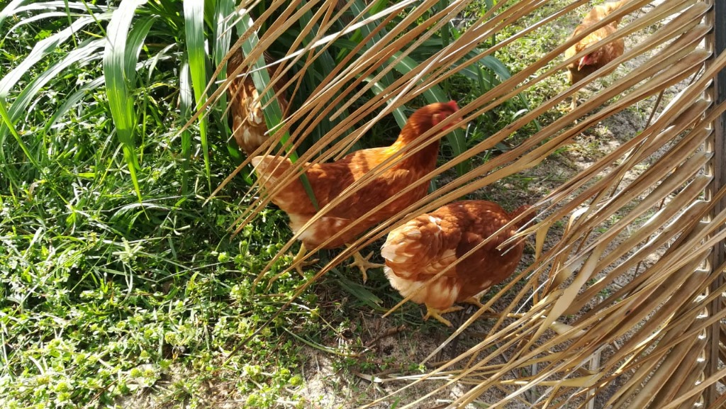 Free range chickens in nature